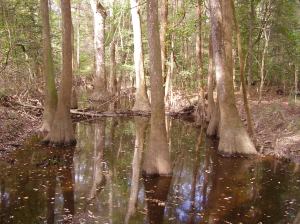 Congaree Swamp; Bald Cypress and Water Tupelo trees.  Click to enlarge.